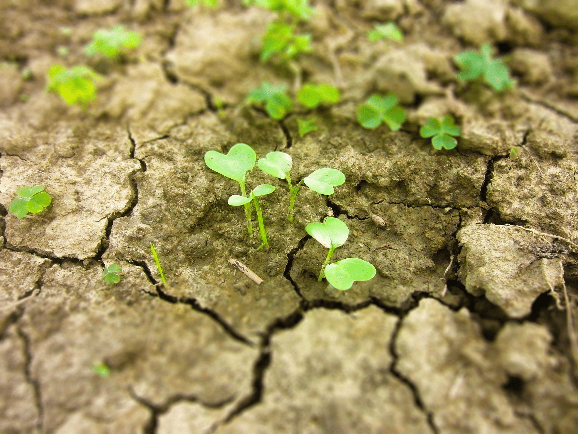 農園から食卓へ