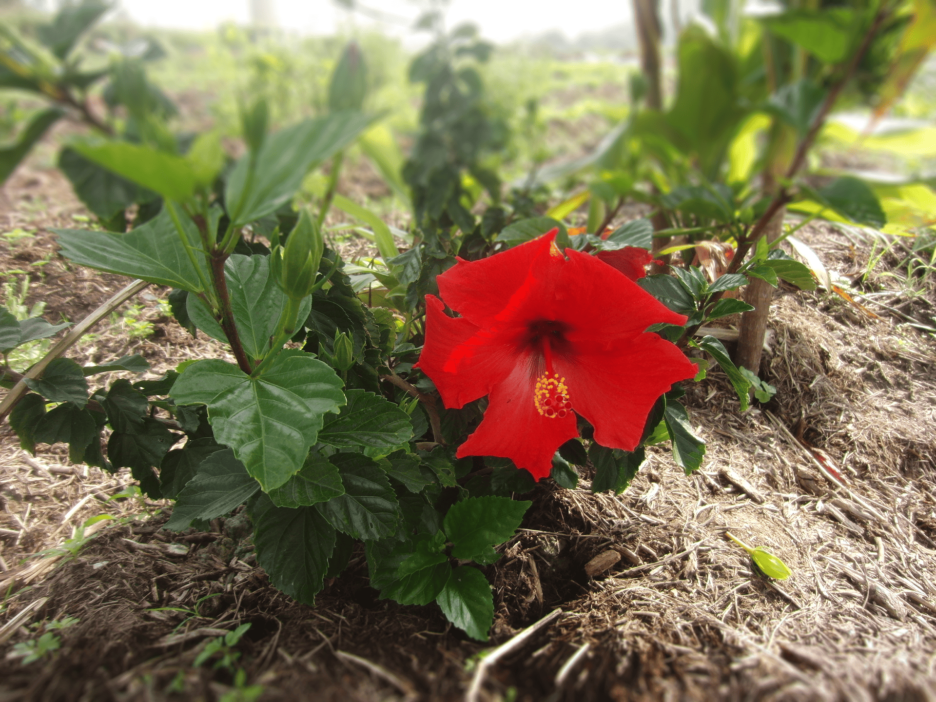 ハイビスカスの写真