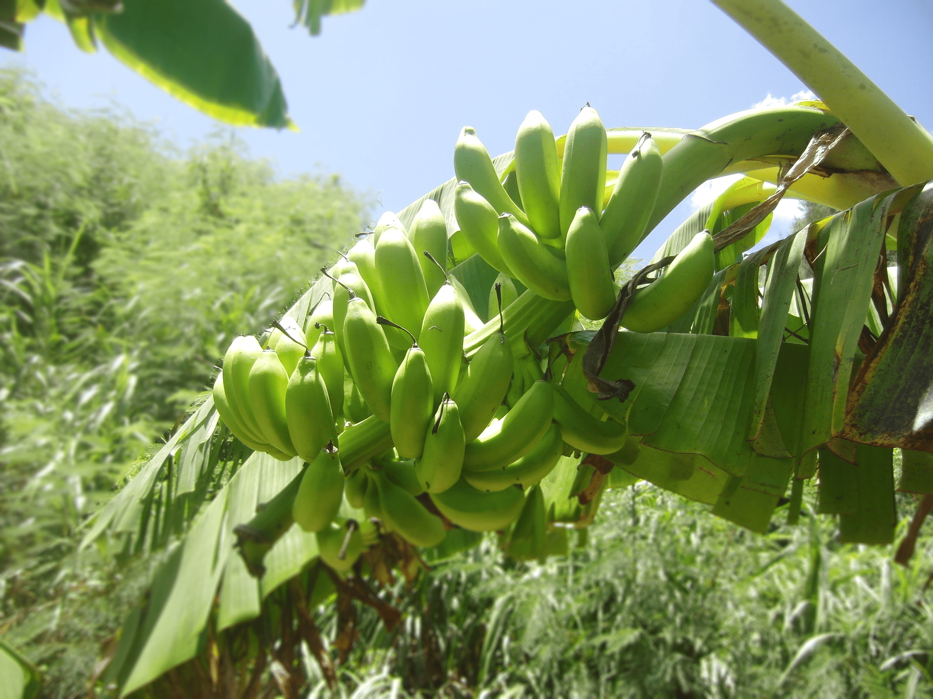 有機農法で育てた作物